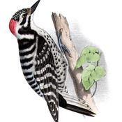 Nuttall's Woodpecker